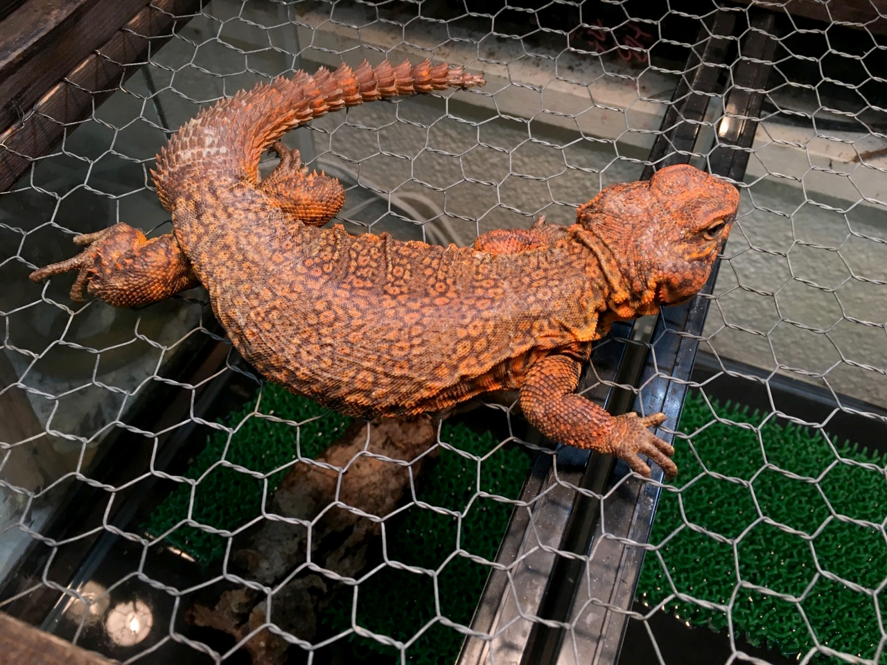 ゲイリートゲオアガマ(2)