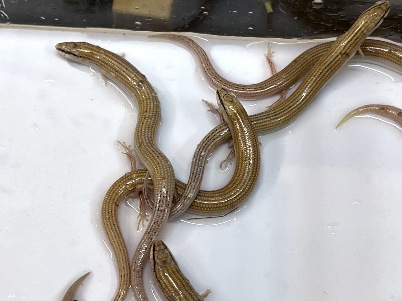 エジプトクサビトカゲ(2)