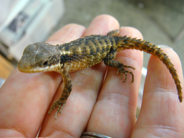 ジョーンズヨロイトカゲ(5)