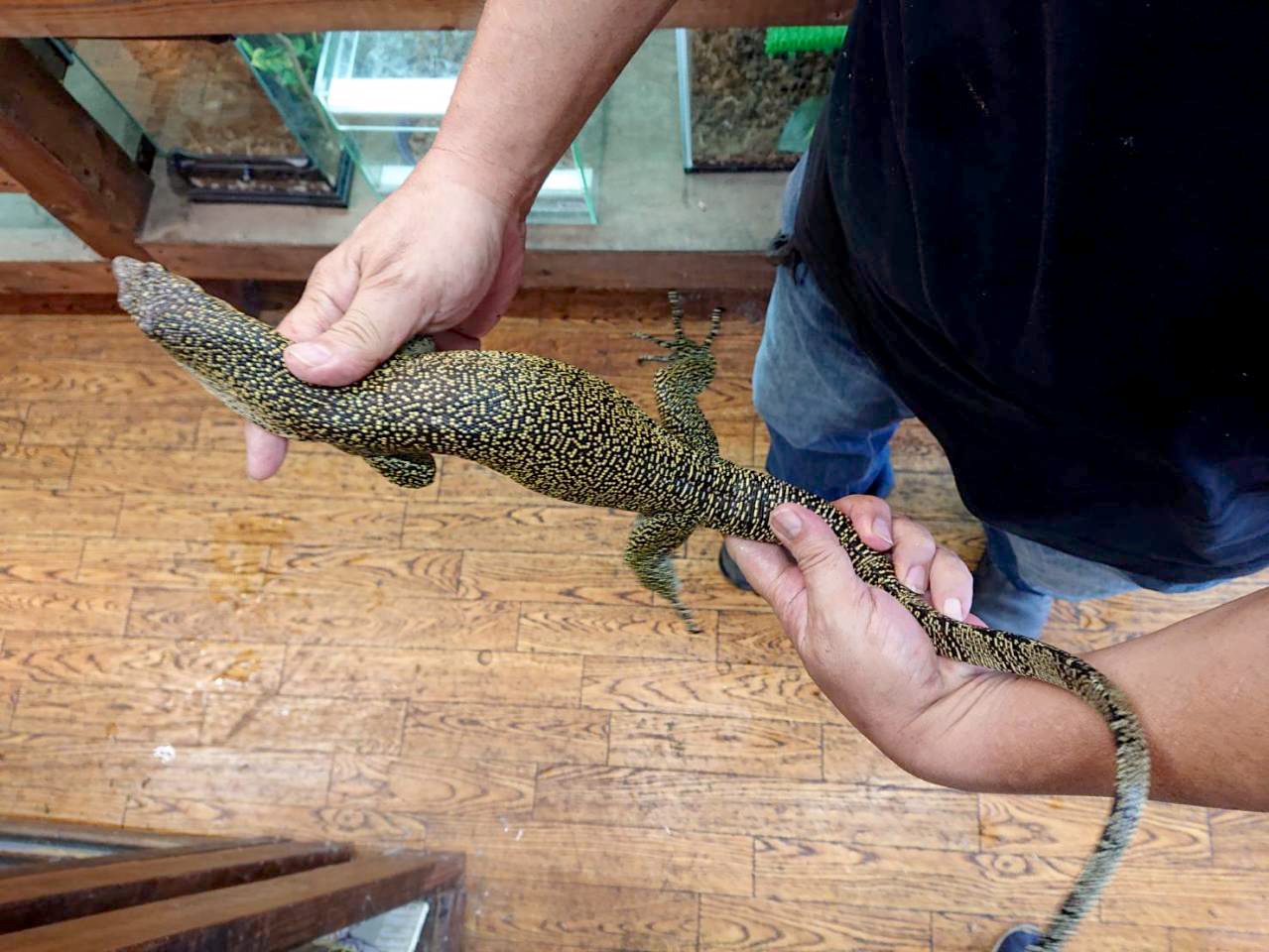 マングローブモニター(3)