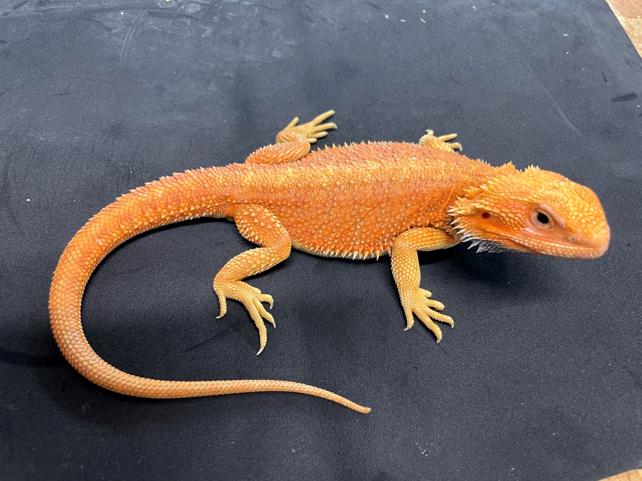 フトアゴヒゲトカゲ(6)