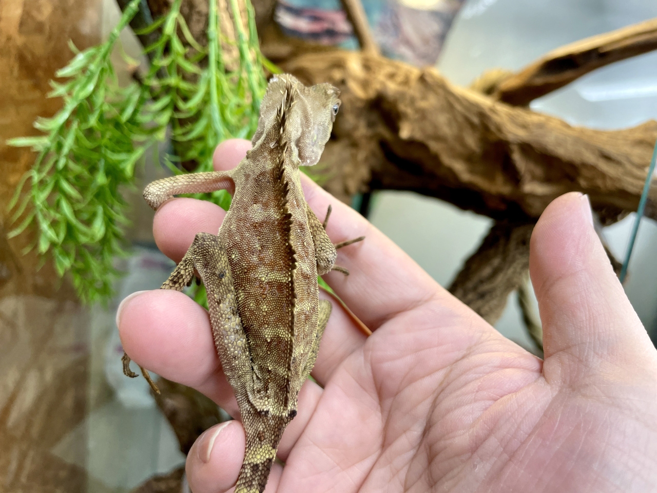 ベルモリドラゴン(2)