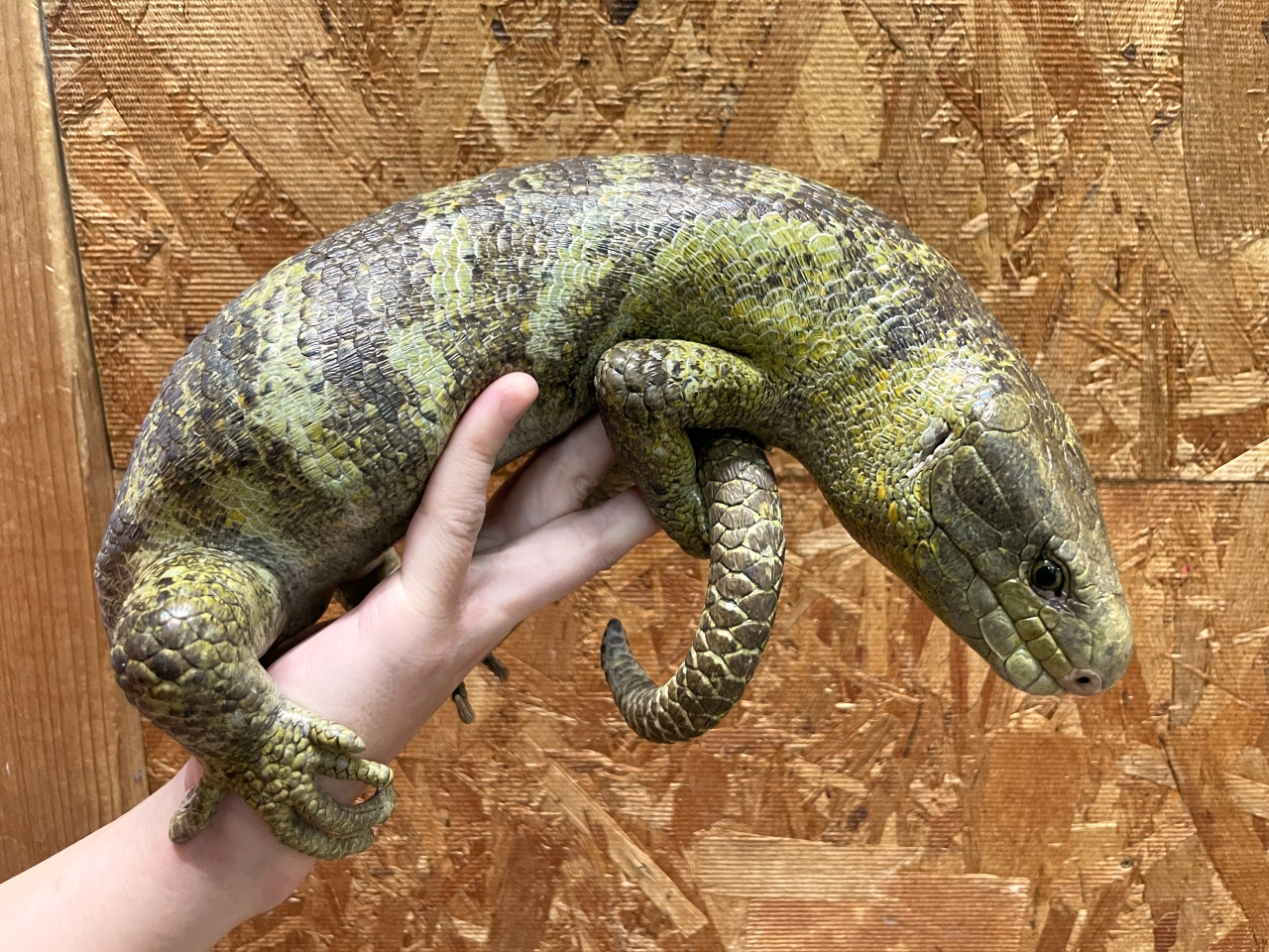 オマキトカゲ(2)