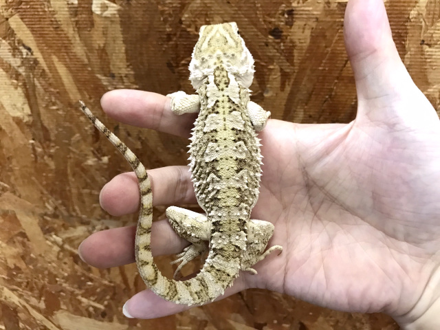 ローソンアゴヒゲトカゲ