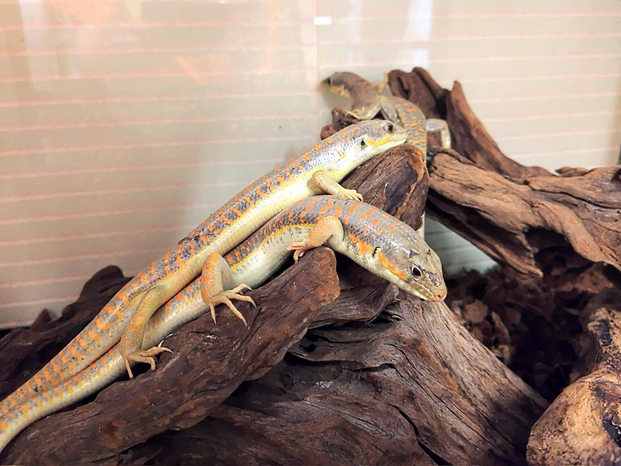 シュナイダースキンク(8)