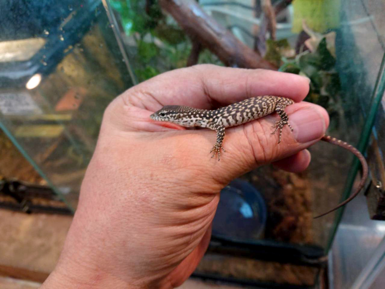 シミリスモニター(7)