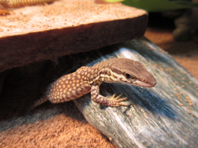 リッジテールモニター(1)