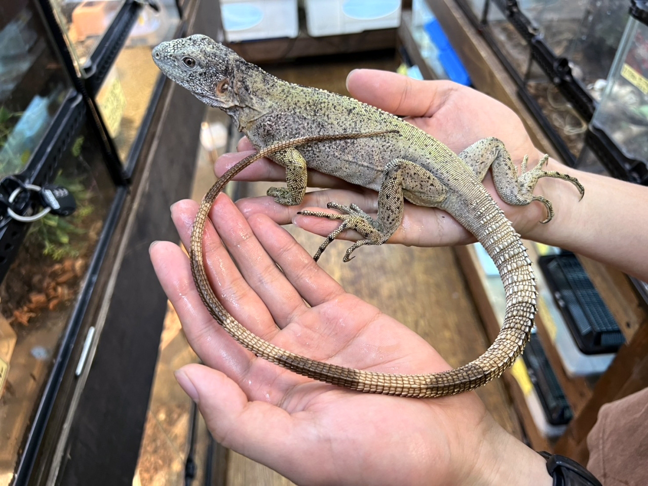 バナナスパイニーテールイグアナ(3)