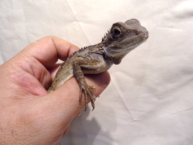 ノドグロミナミモリドラゴン(6)