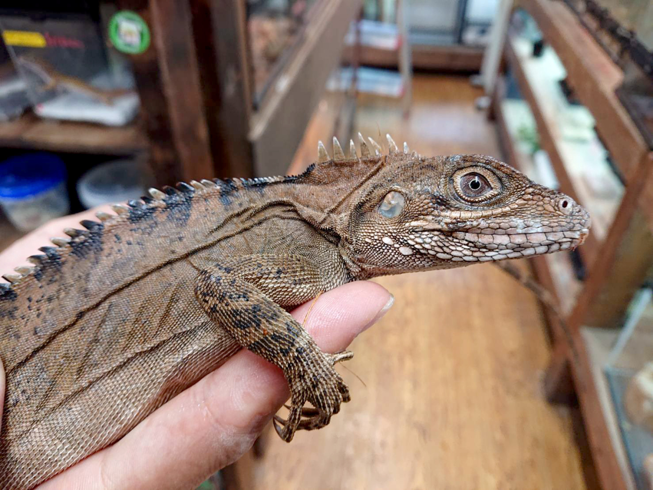 ノドグロミナミモリドラゴン(2)