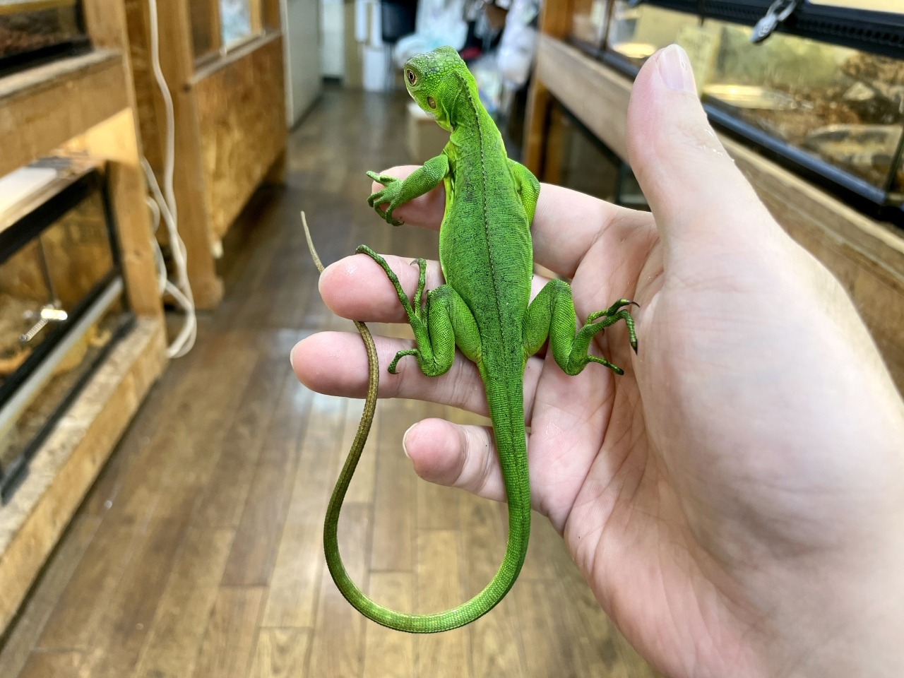 レッサーアンティルイグアナ(3)