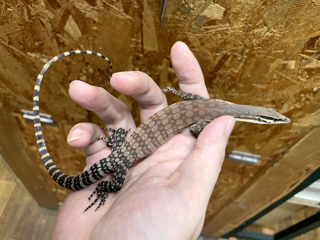 キンバリーロックモニター(2)