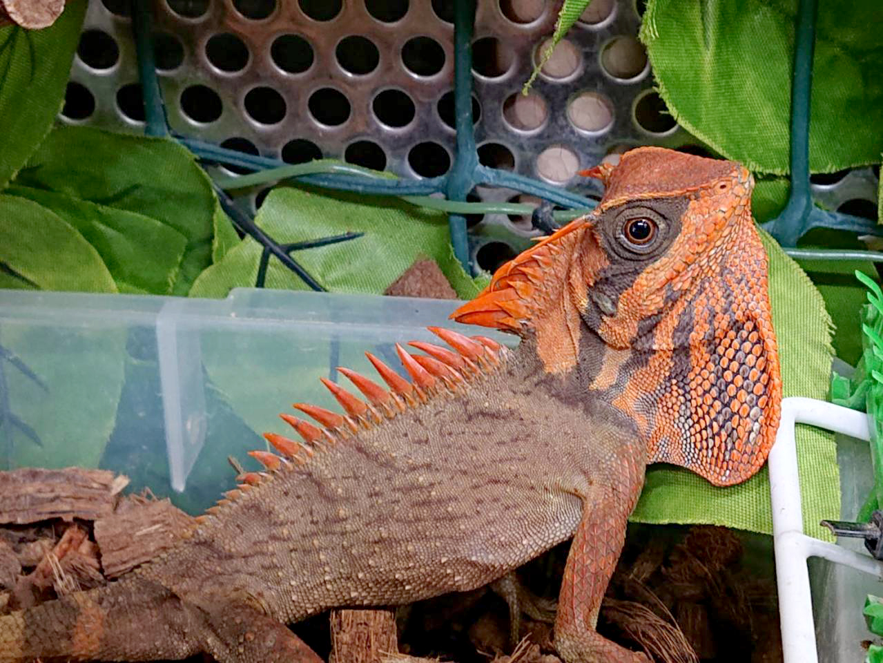 ナタリアクシトカゲ(3)