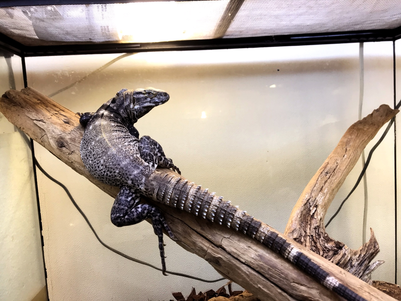 サンエステバントゲオイグアナ(1)