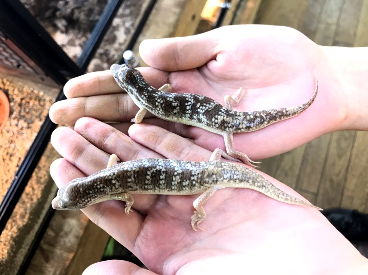 イエメンジャイアントサンドフィッシュ(1)