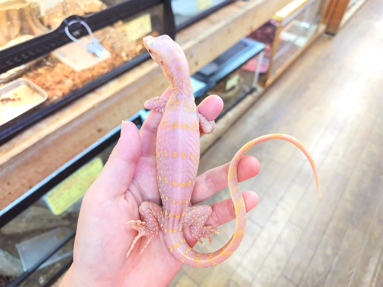 サルバトールモニター(9)