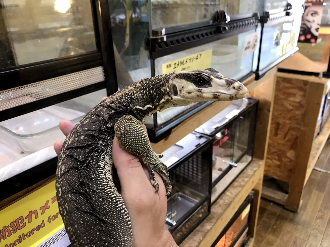 ホワイトヘッドモニター(2)