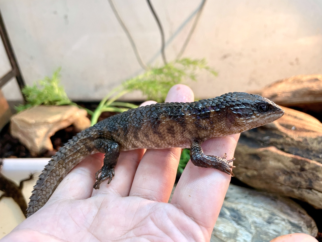 スラウェシクロコダイルスキンク(5)