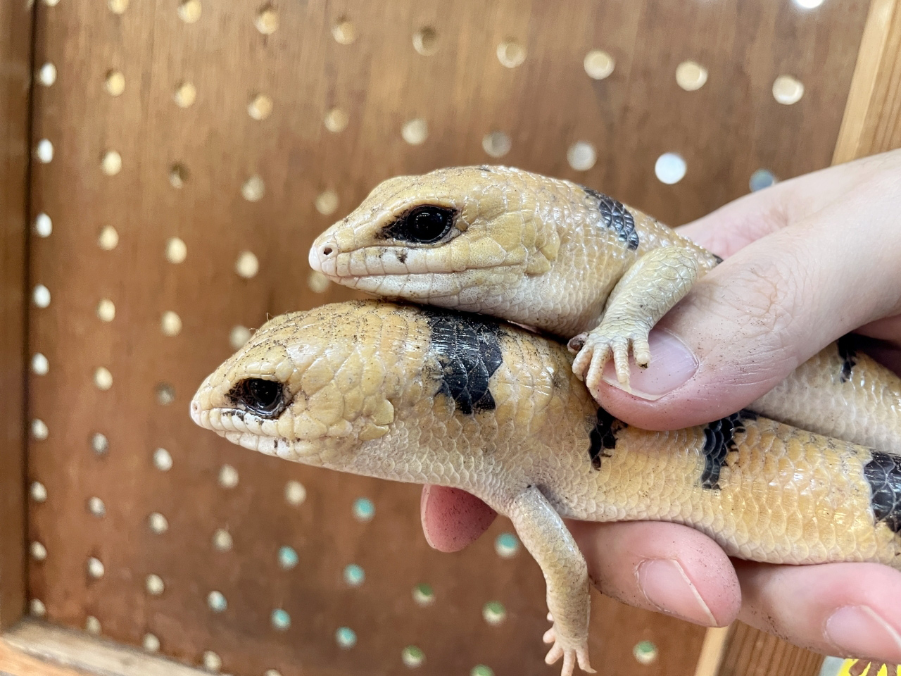 ピーターズバンデッドスキンク(7)