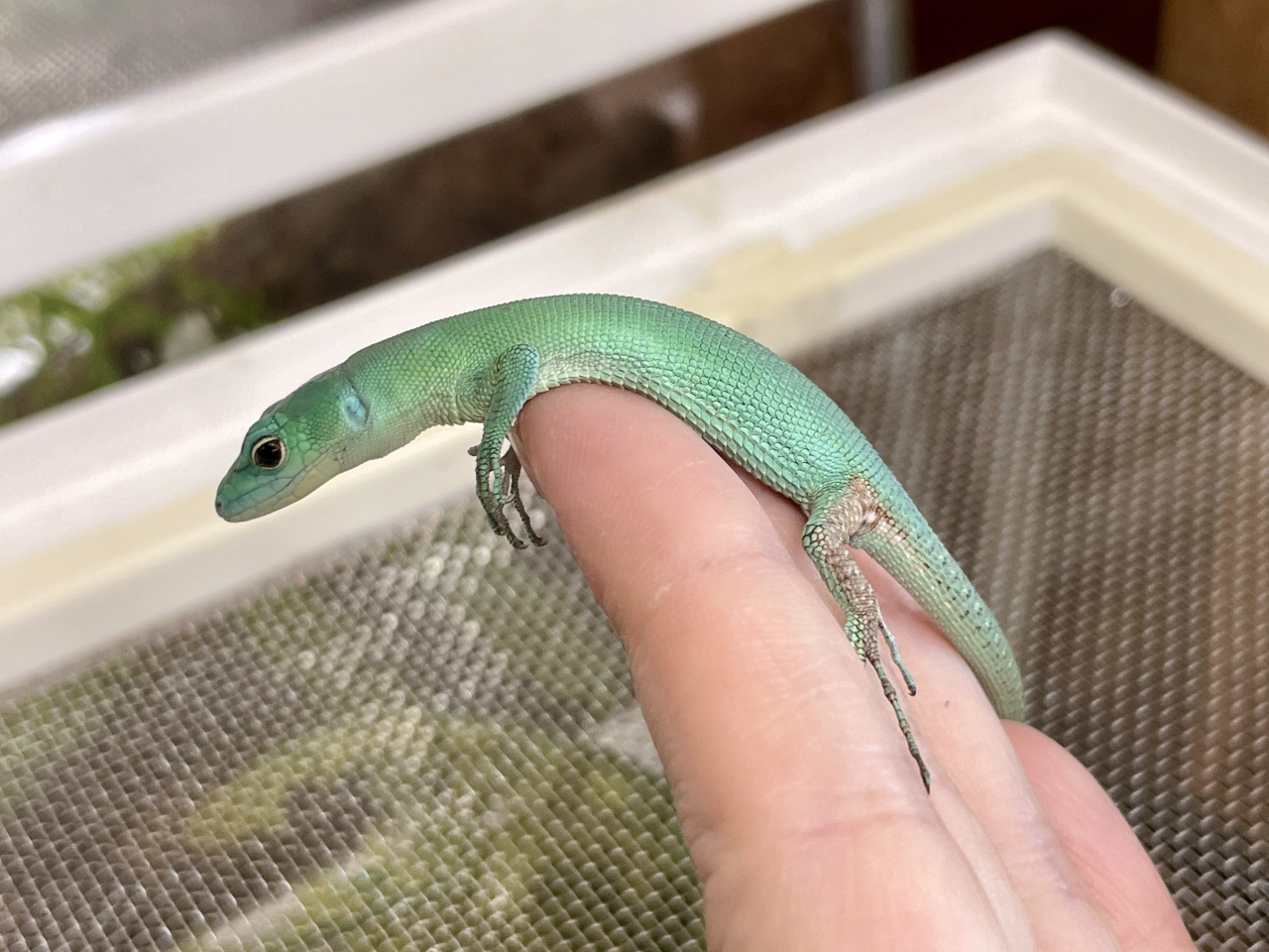 ミドリガストロカナヘビ(10)