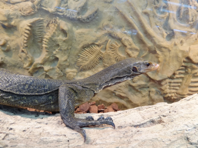 トーチモニター(6)