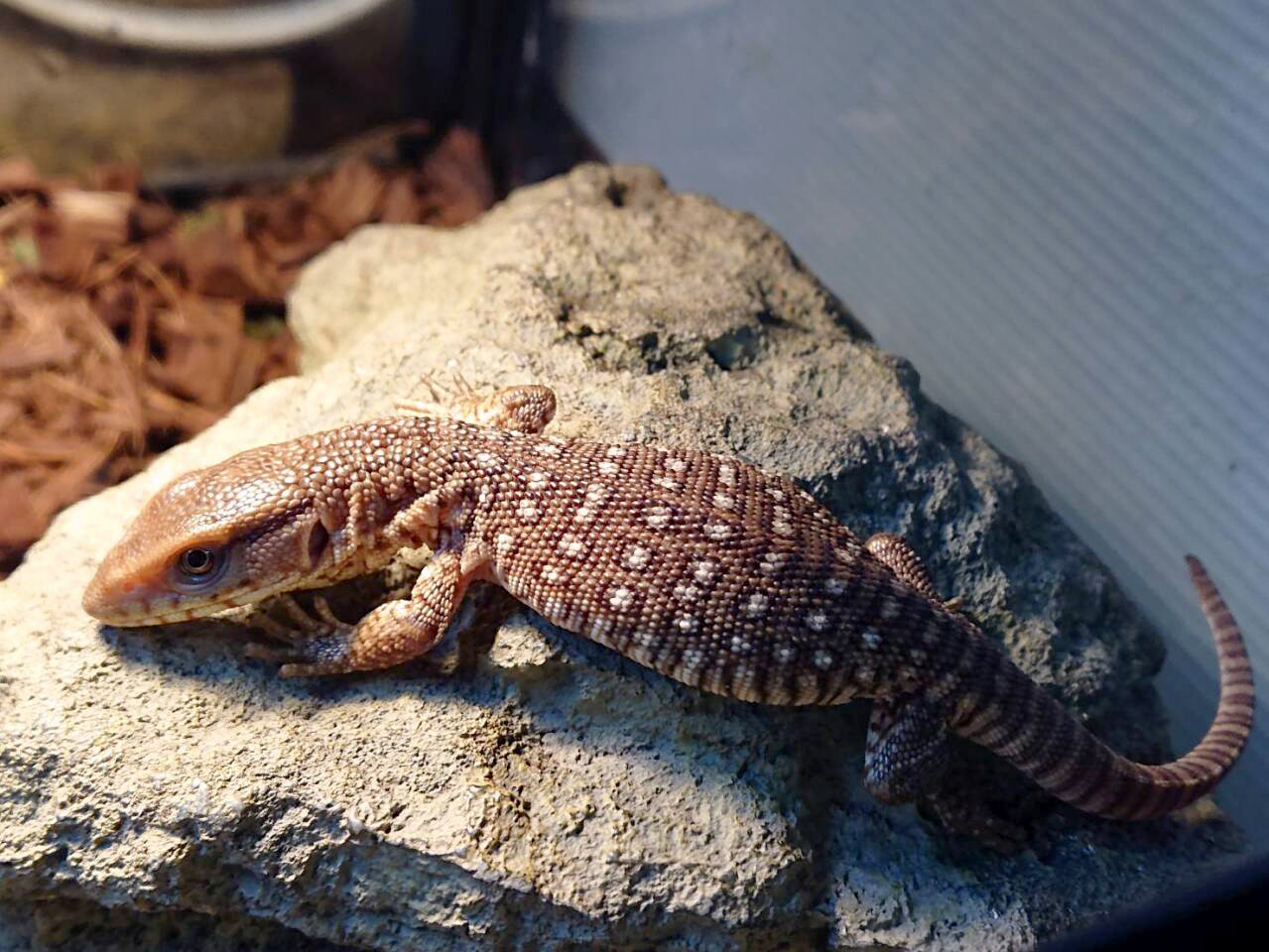 サバンナモニター(8)