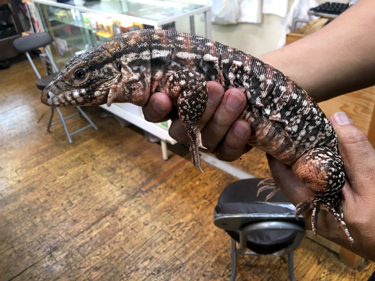 レッドテグー(2)