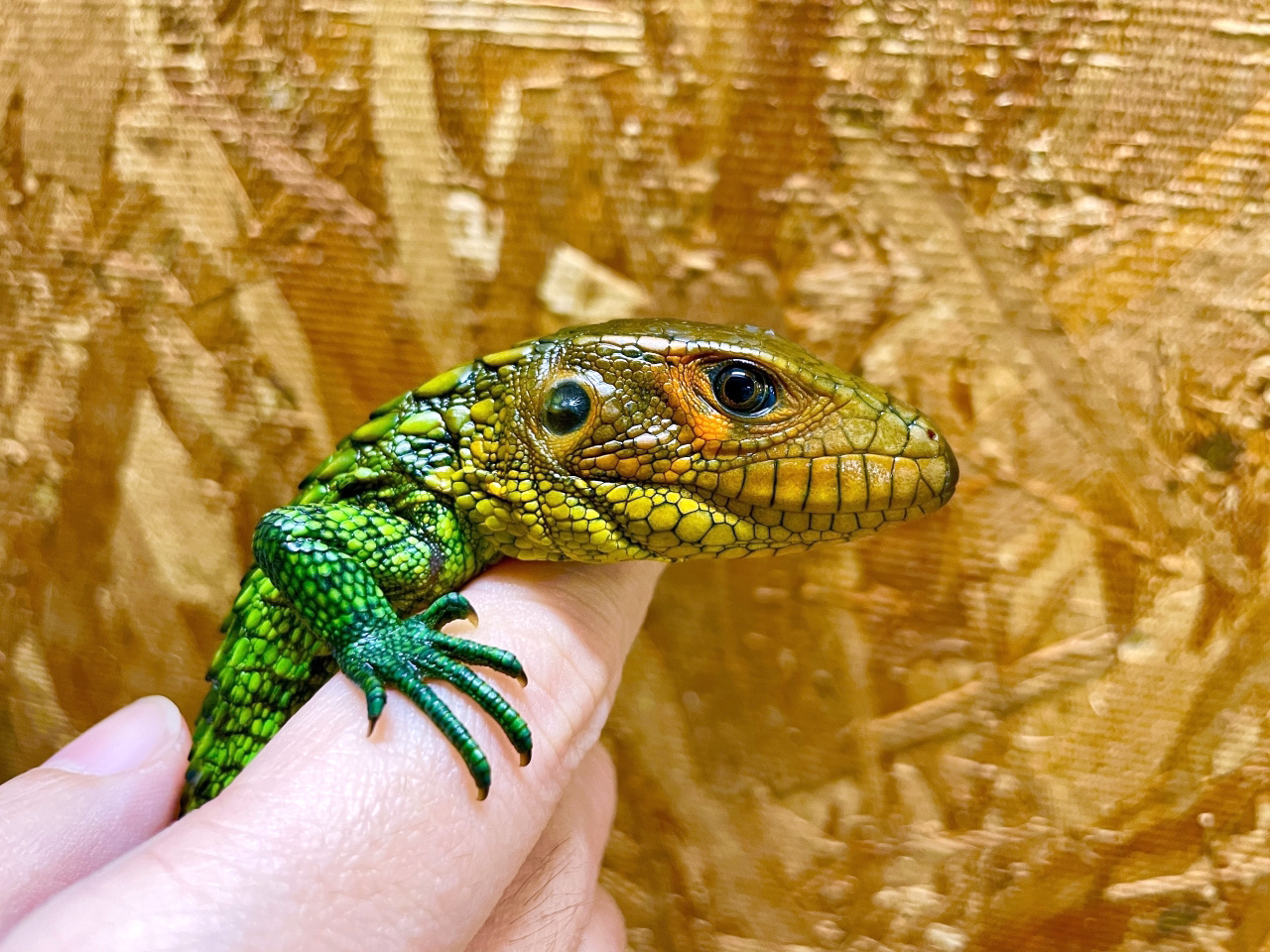 ギアナカイマントカゲ(11)