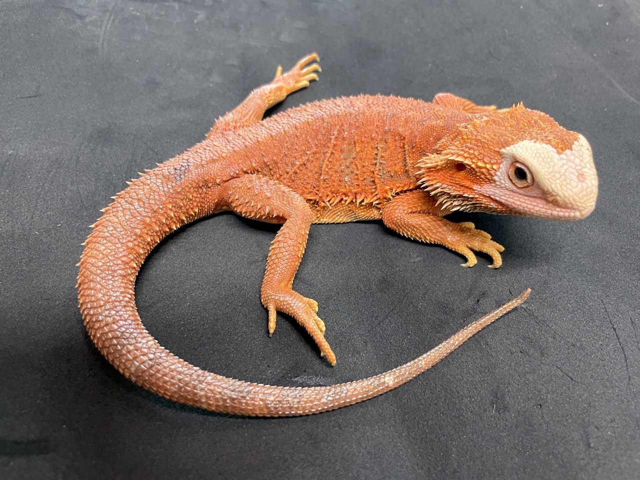 フトアゴヒゲトカゲ(11)