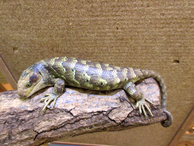 オマキトカゲ(5)