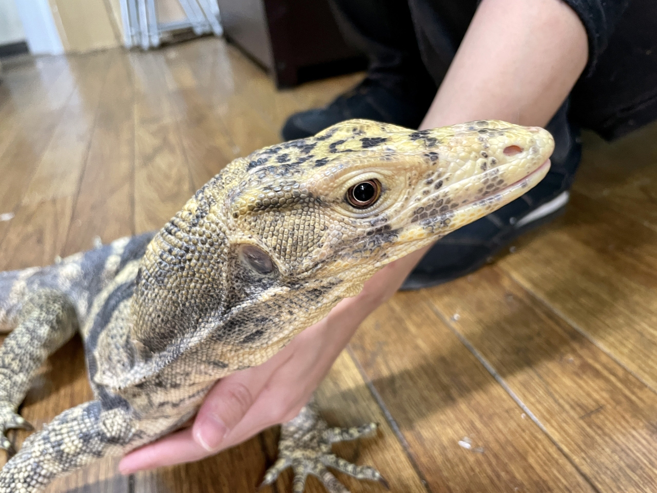 サルファモニター(6)