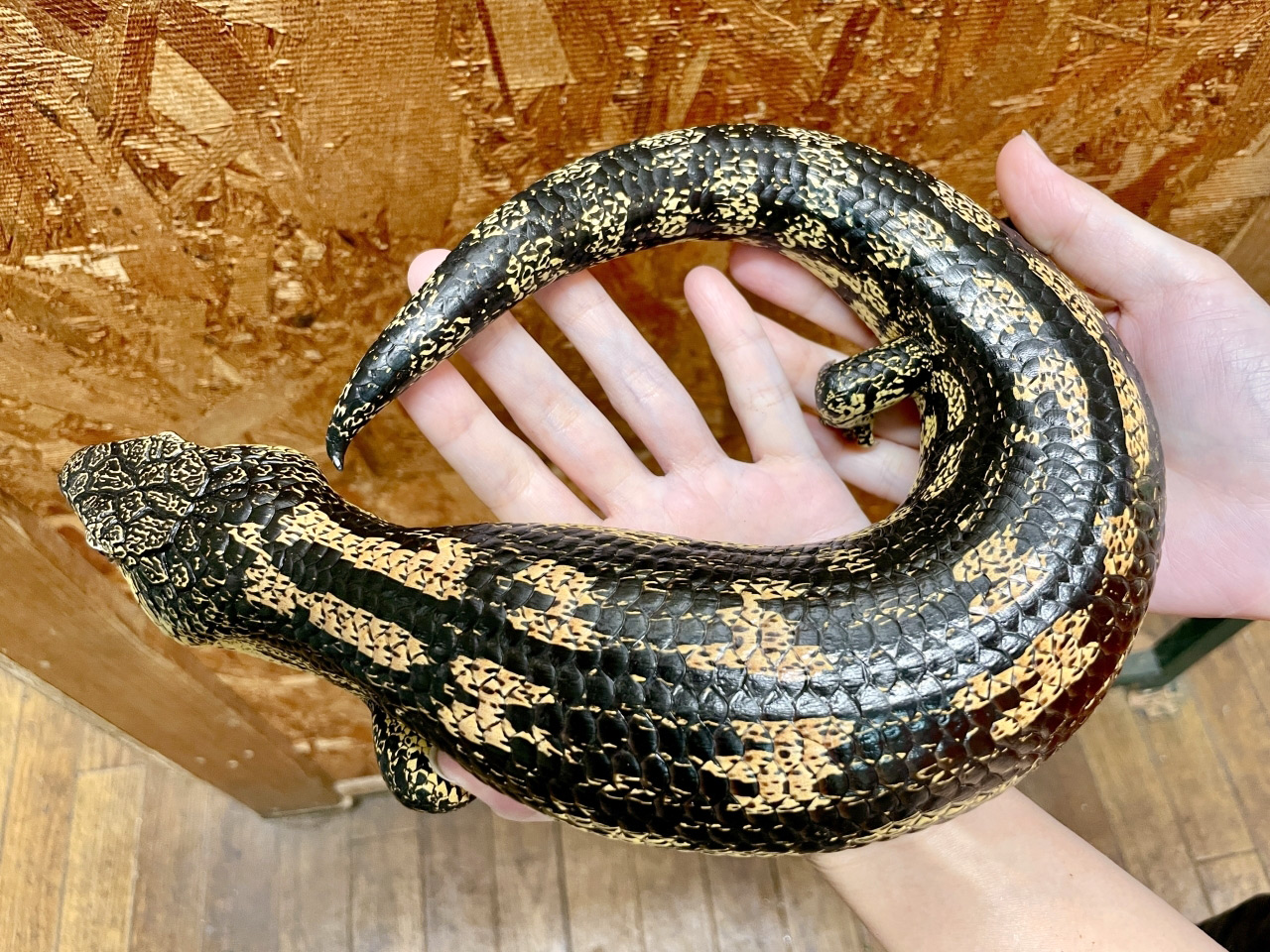 マダラアオジタトカゲ(4)