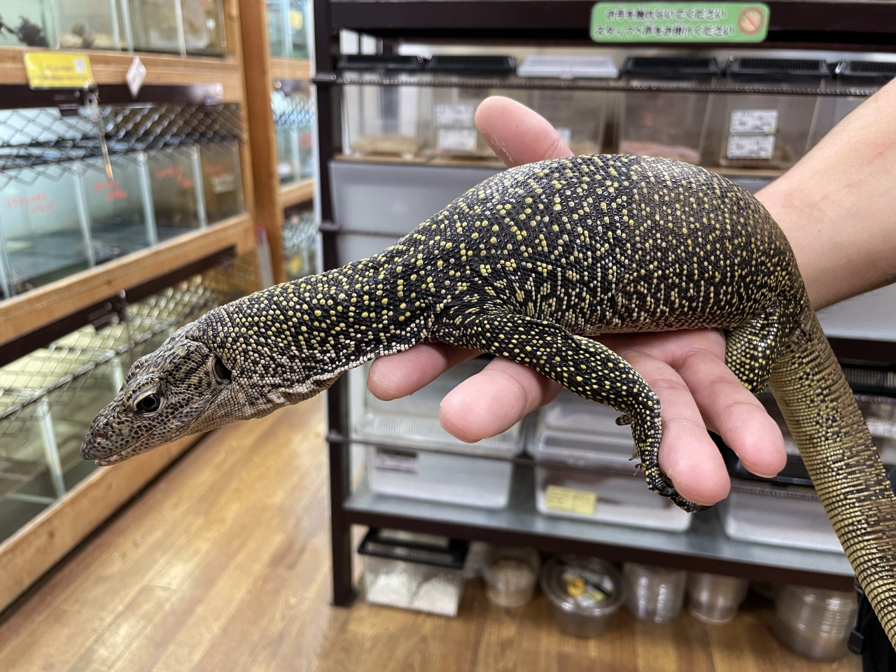 マングローブモニター(4)