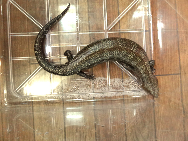 ケイアオジタトカゲ(10)