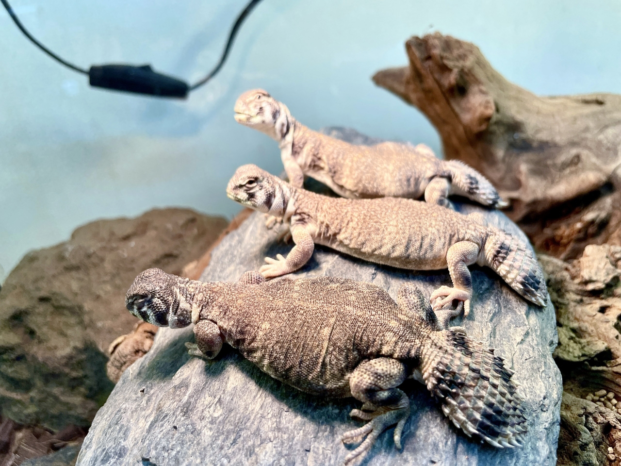 トーマストゲオアガマ(3)