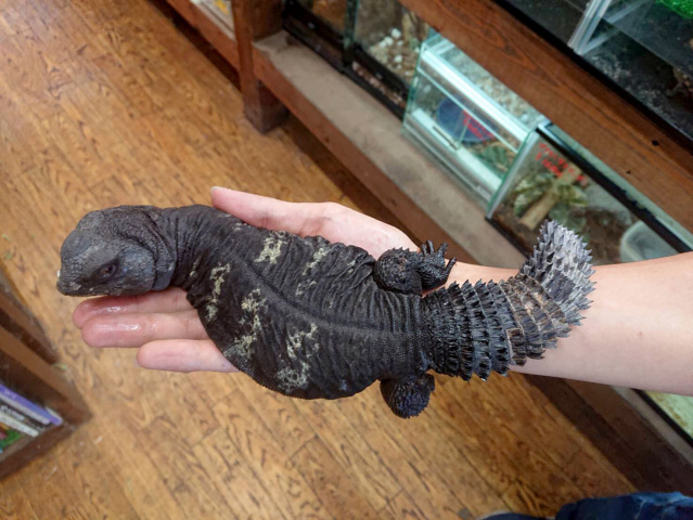 オビトゲオアガマ