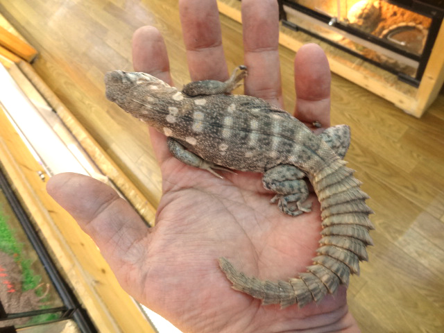 クラークトゲオイグアナ(5)