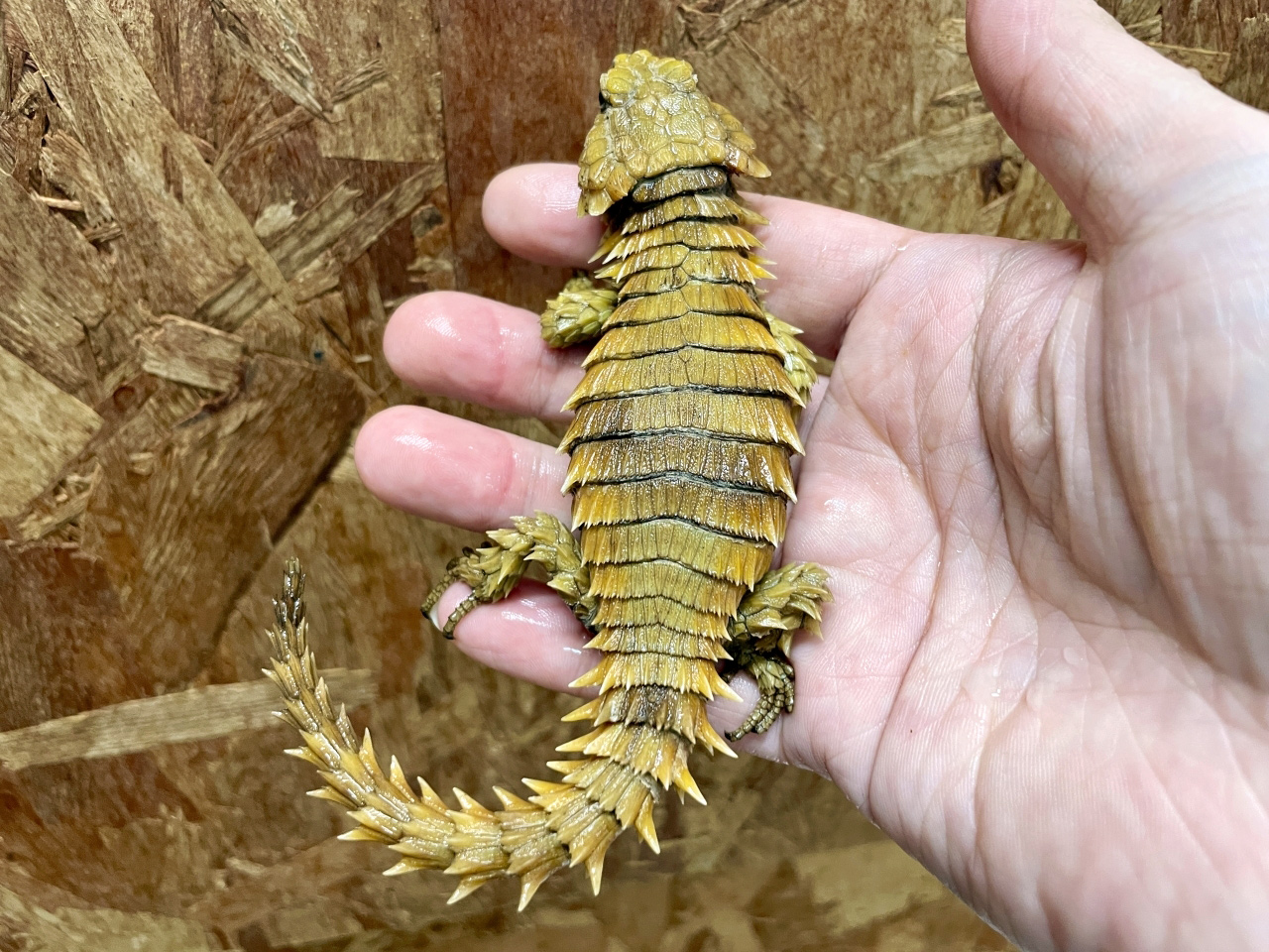 アルマジロトカゲ(6)