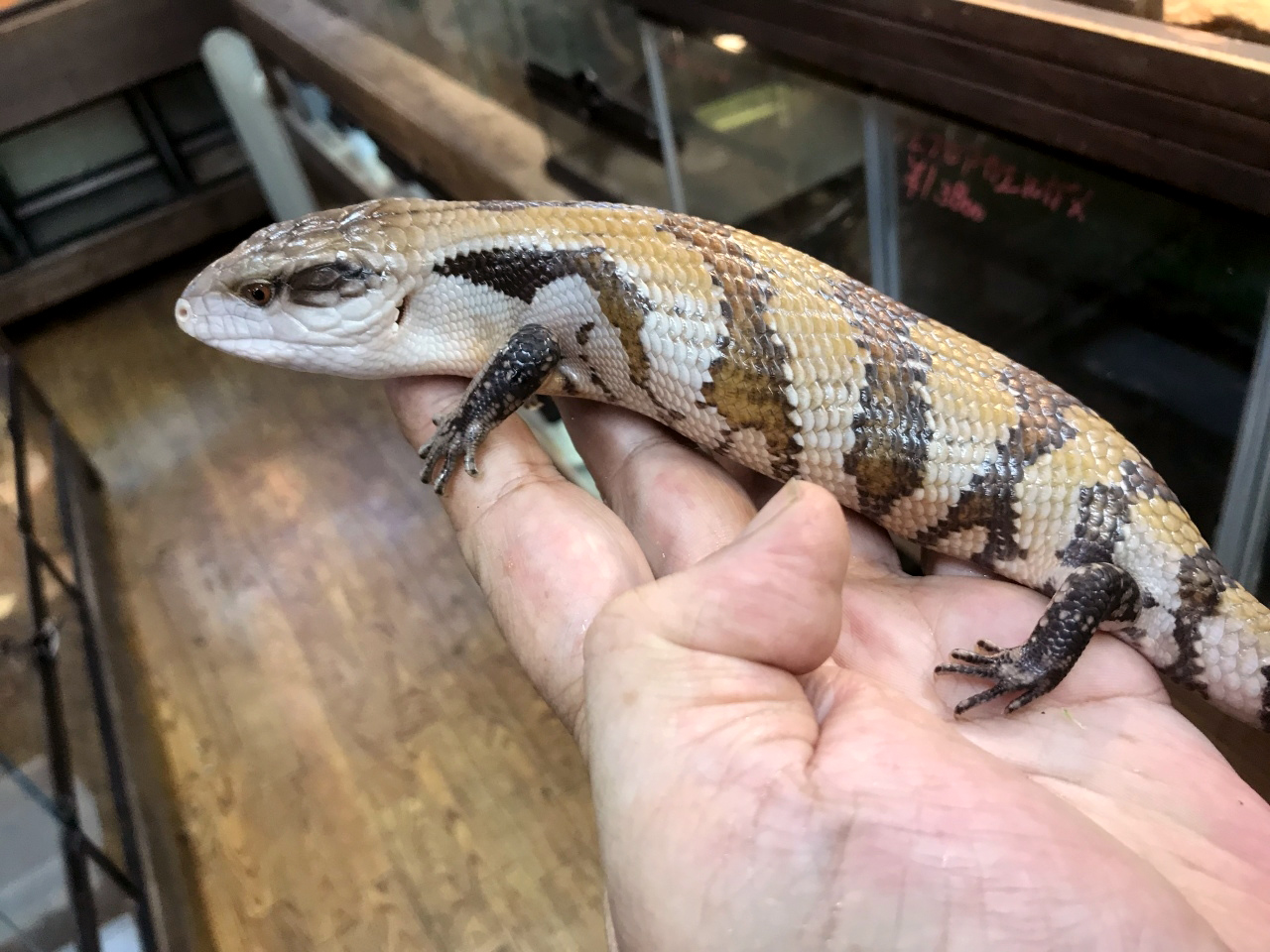 インドネシアアオジタトカゲ(7)