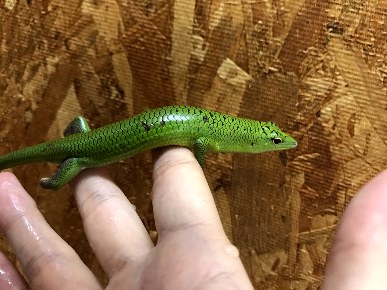 ミドリツヤトカゲ(4)