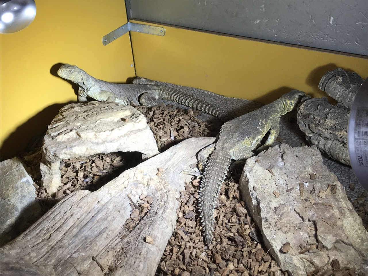 エジプトトゲオアガマ(5)