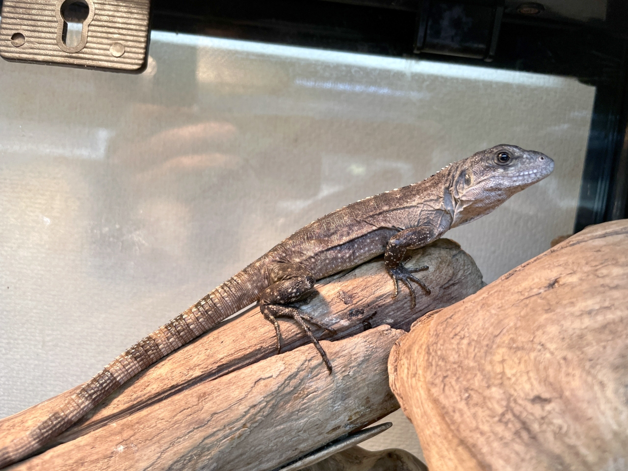 ベイカートゲオイグアナ(1)