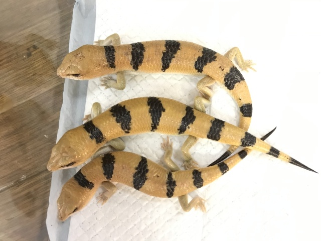 ピーターズバンデッドスキンク