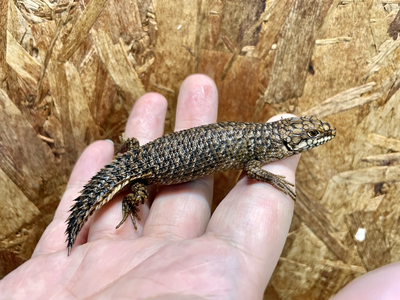 ストケスイワトカゲ(10)