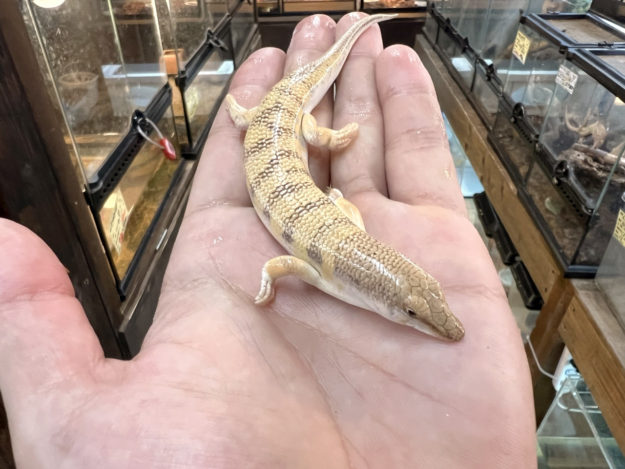 サンドフィッシュ(10)