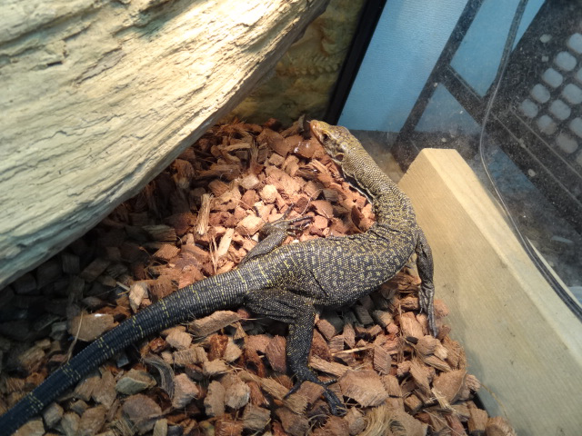 トーチモニター(4)