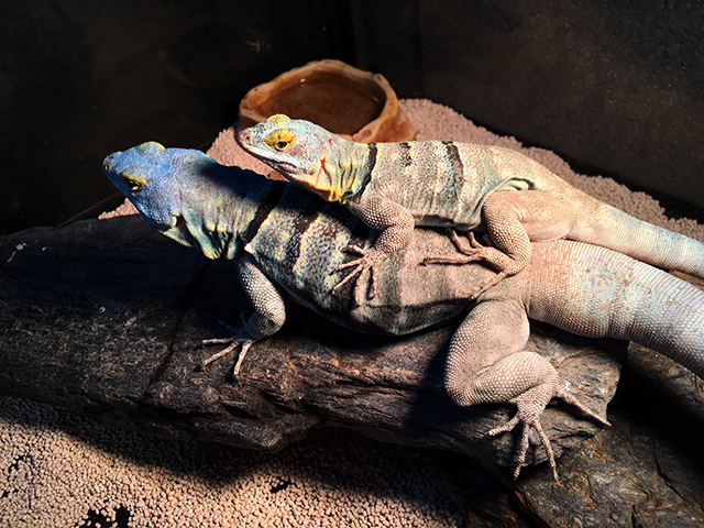バハブルーロックリザード(7)