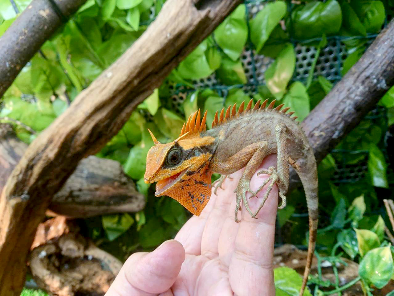 ナタリアクシトカゲ(10)