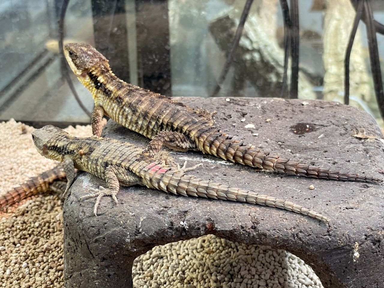 トロピクスヨロイトカゲ(8)