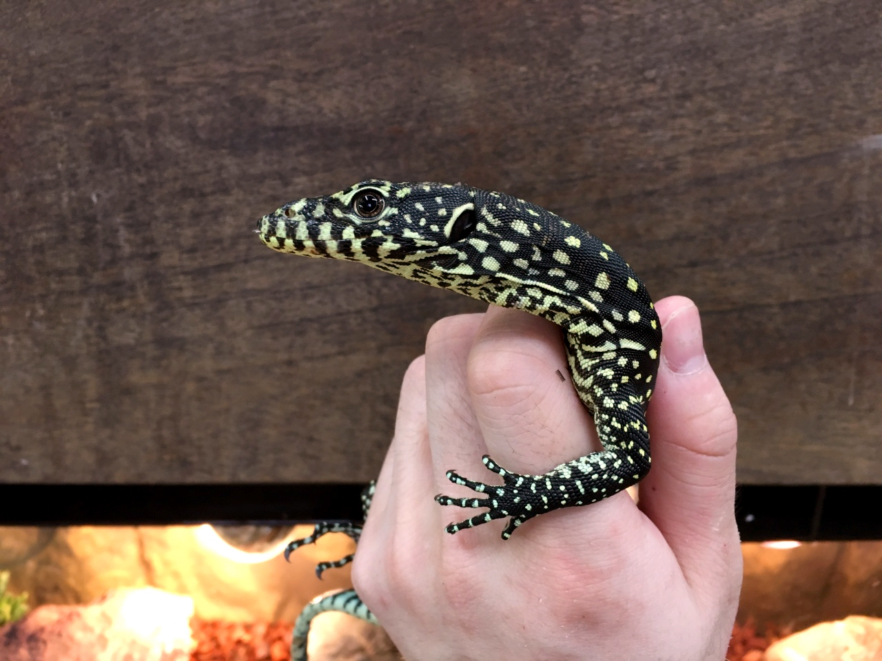 ブルーテールモニター(3)